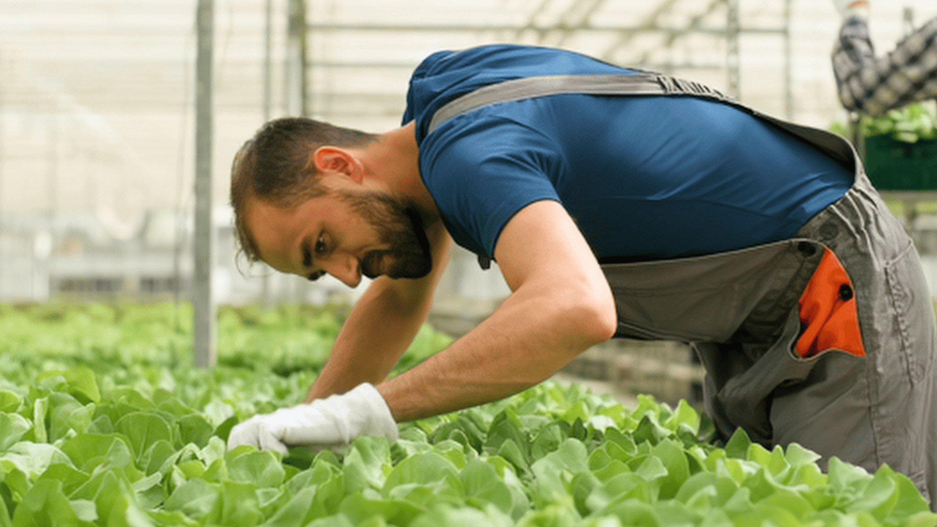 hydroponics plants planting vegetables planter gardener