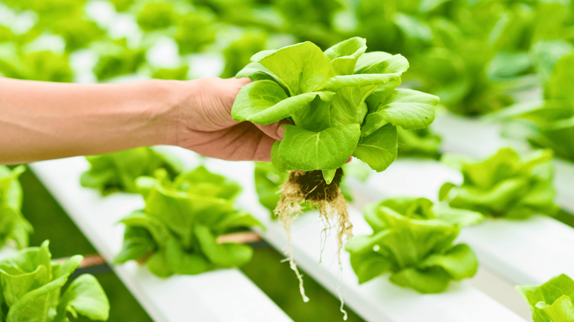 hydroponics plants planting vegetables