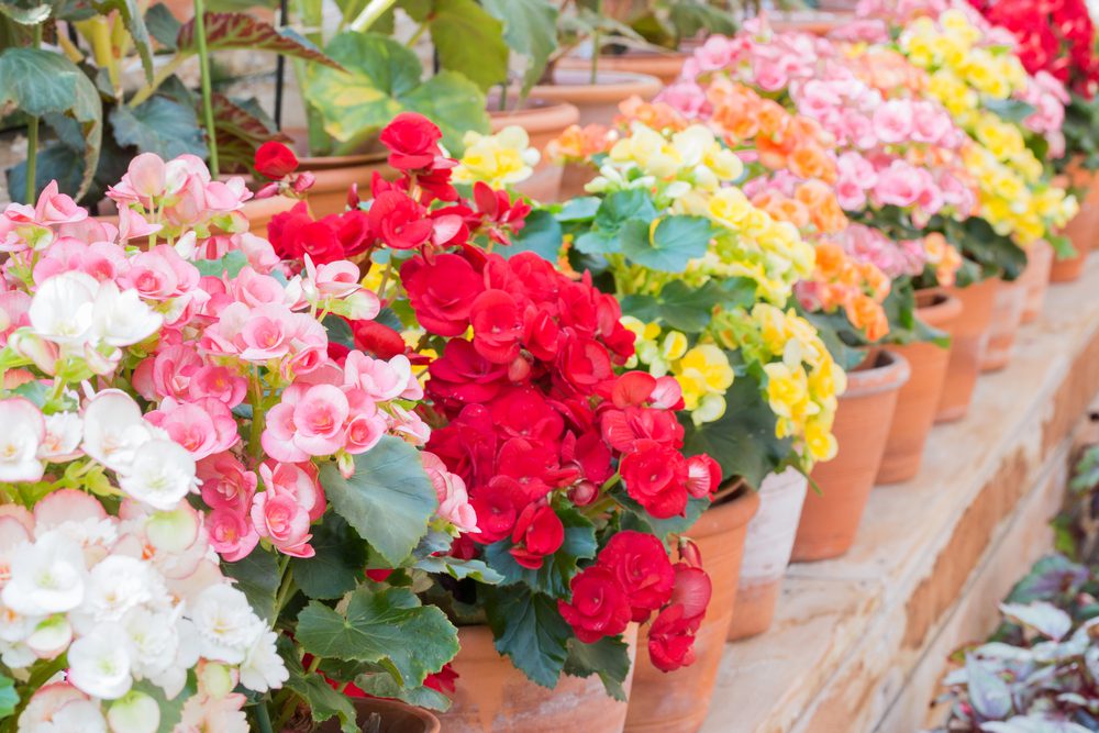 A row of colorful begonias in terra cotta pots.