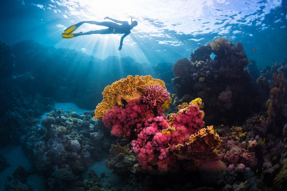 A scuba diver swimming above a coral reef.