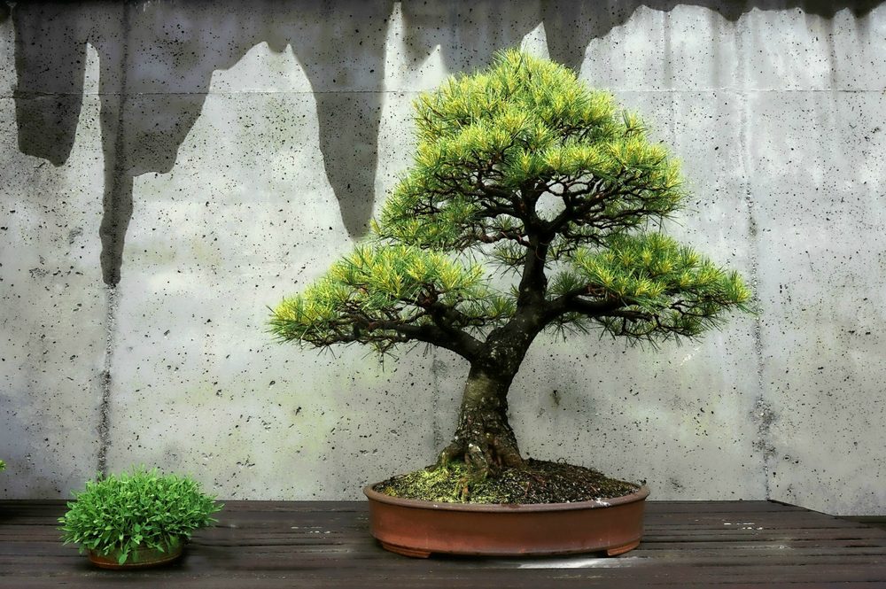 bonsai tree