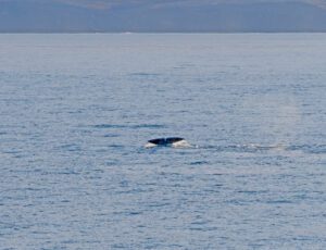 A bowhead whale fluking for the camera.