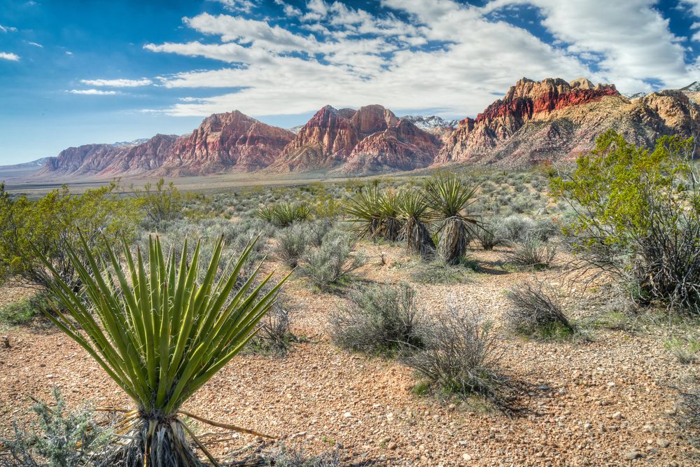 las vegas desert