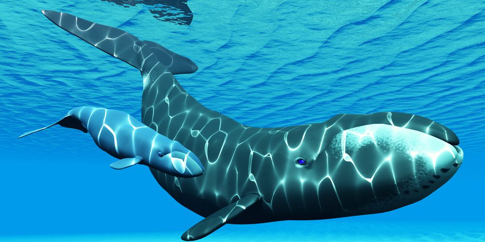 A 3D render of a bowhead whale and her calf.