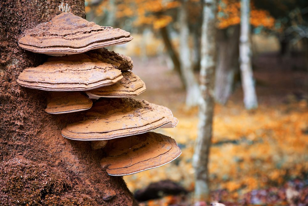 tree fungus