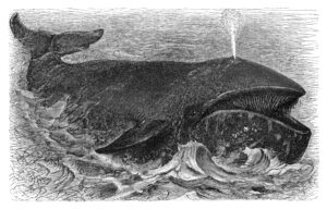 A vintage print of a bowhead whale.