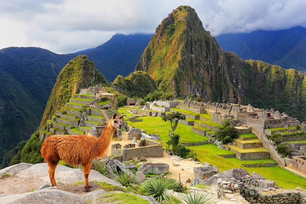 A llama with Machu Picchu in the distance.