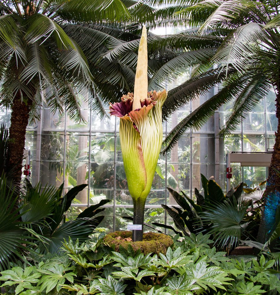 A Titan Arum in bloom.