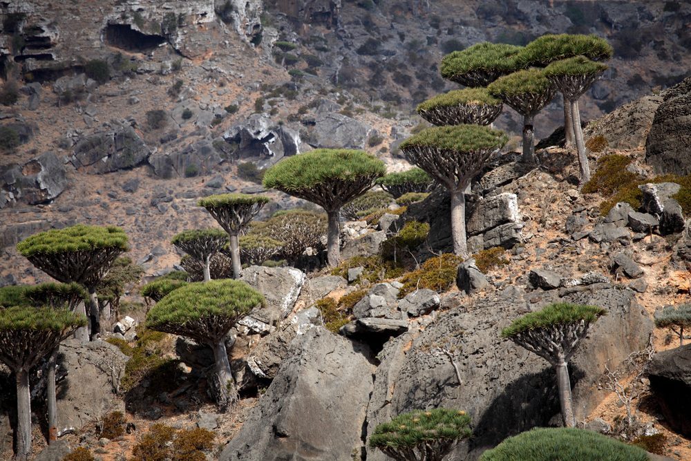 A group of dragon's blood trees