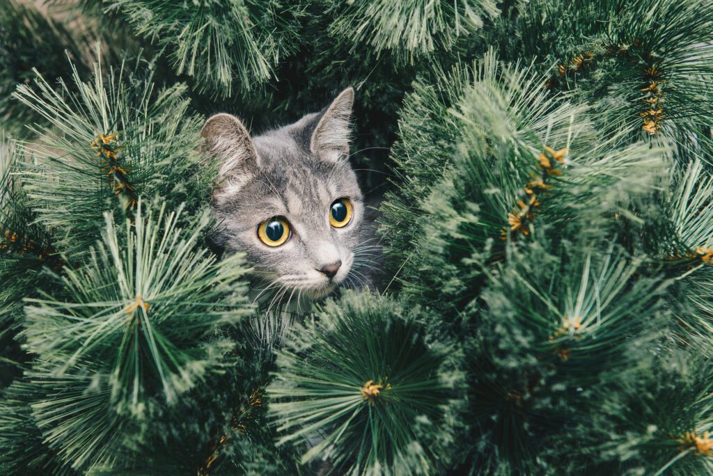 Cat in a artificial tree