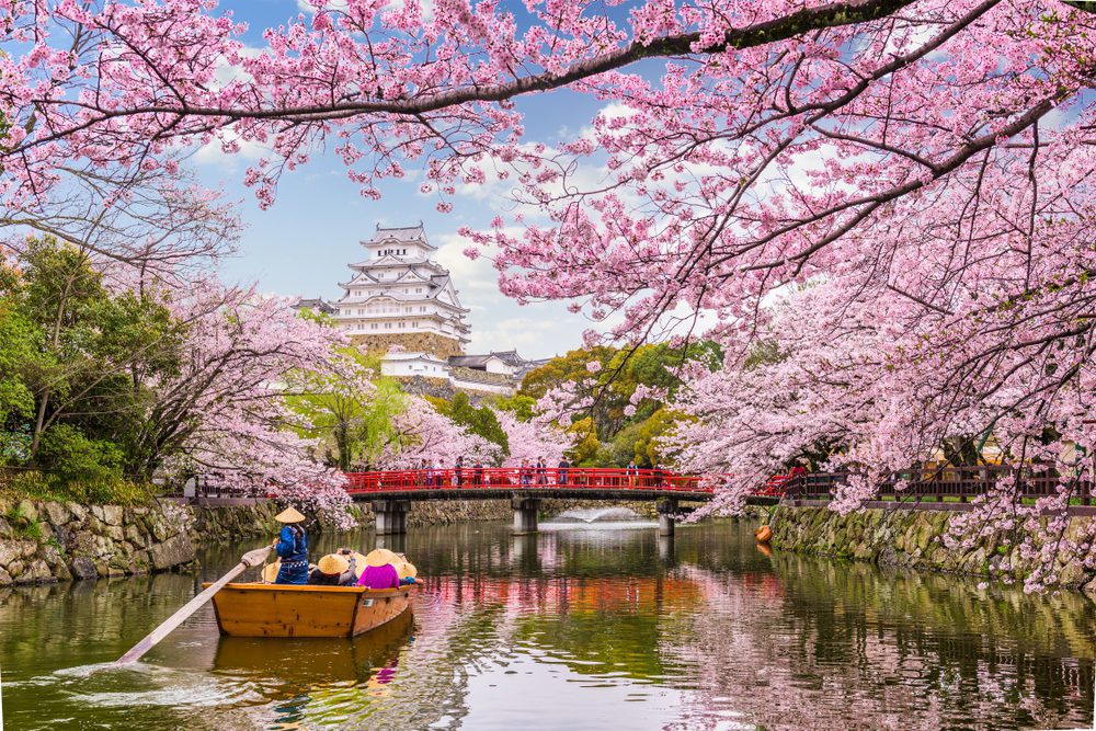Tomorrow's World Today Japanese Cherry Blossom Festival 1