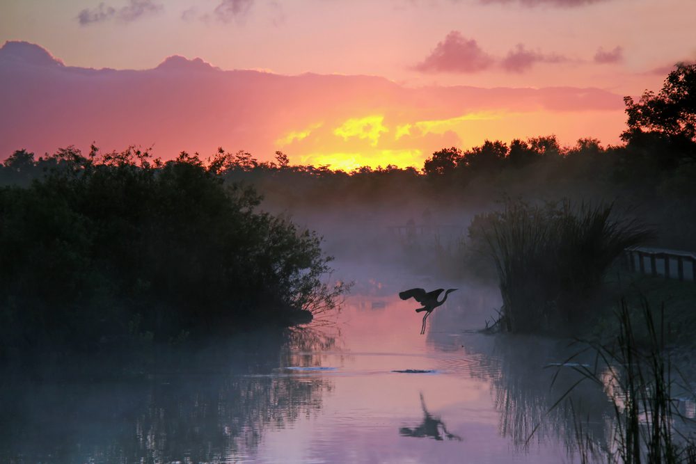 Tomorrow's World Today Everglades 3