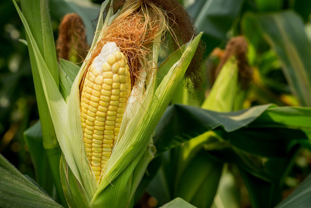 Tomorrow's World Today Corn Stover Biofuel 1