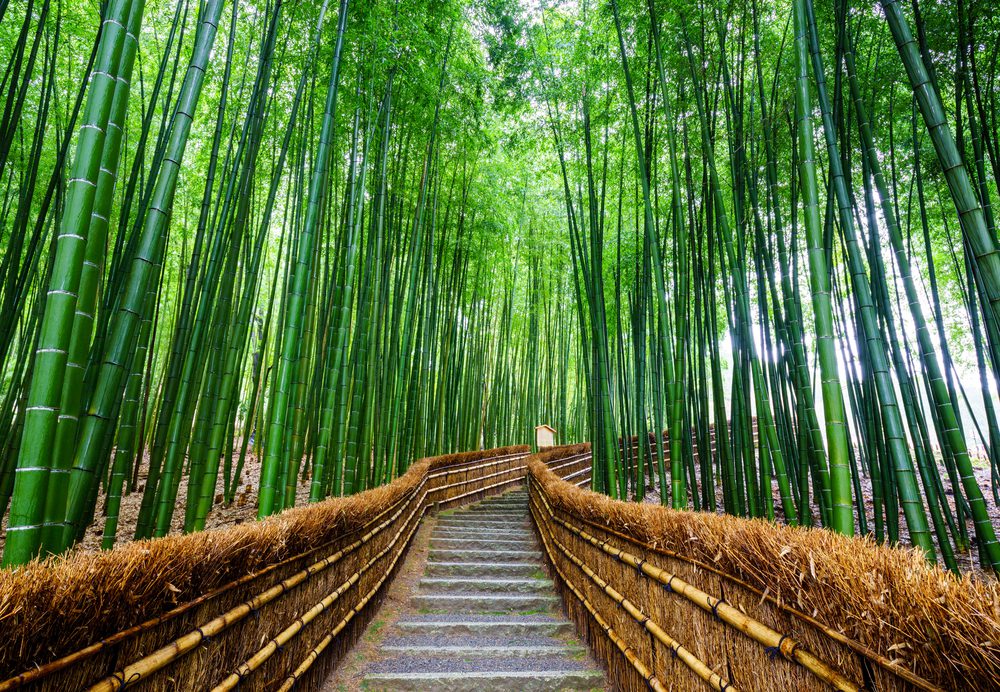 Tomorrow's World Today Bamboo Grove 1