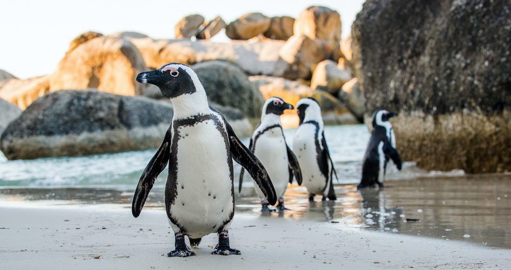 Tomorrow's World Today Boulders Beach Penguins 1