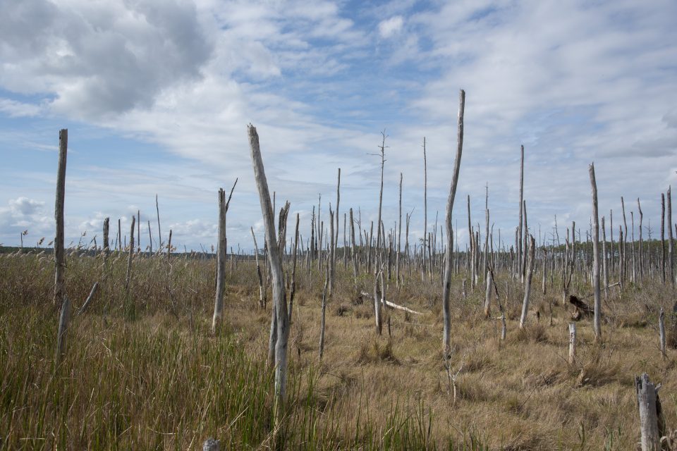 ghost forest