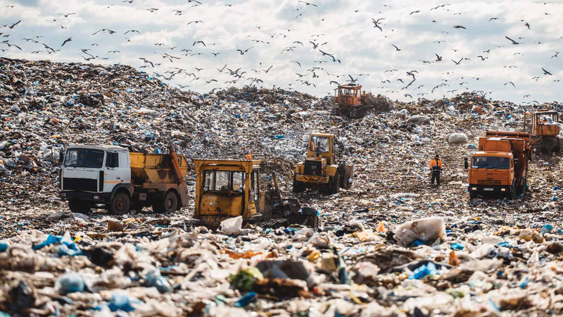 birds flying over landfill