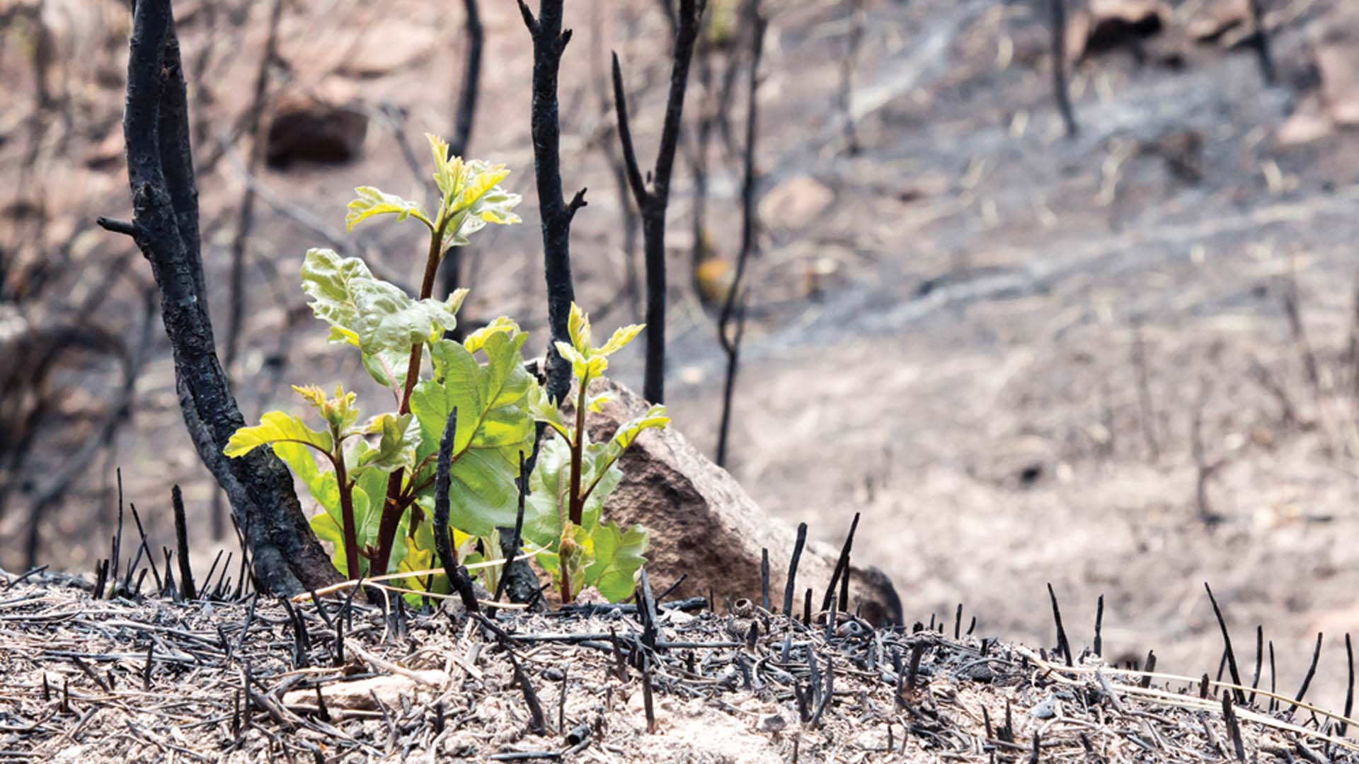 Life begins to come back to a Colorado forest after a fire