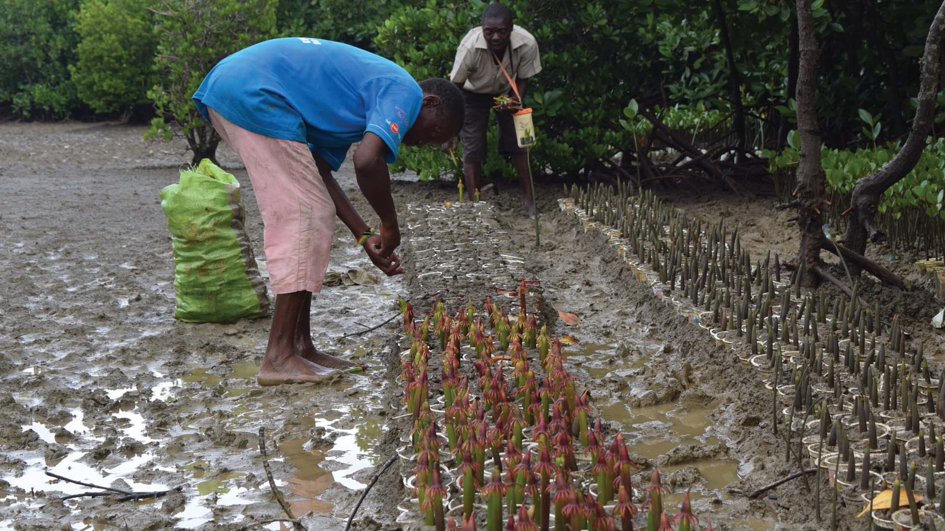 Replanting mangrove trees for a forest