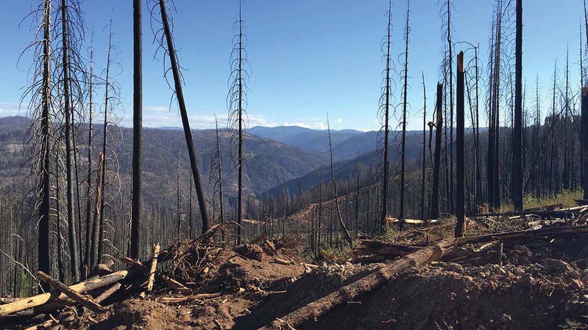 A California forest after a fire
