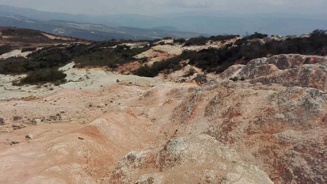 What We Can Learn From a 39-Million-Year-Old Forest