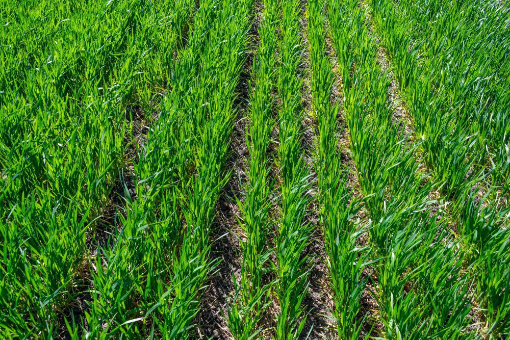 regenerative agriculture in a field