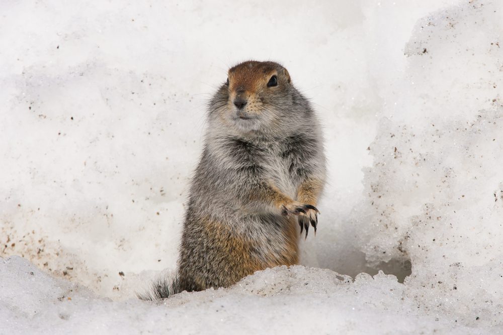 Arctic Ground Squirrel Cold Weather Hibernation