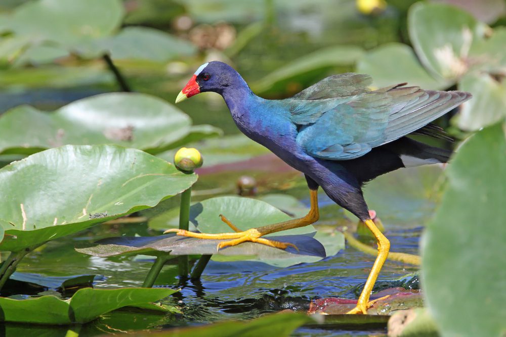 Everglades National Park Winter Birds