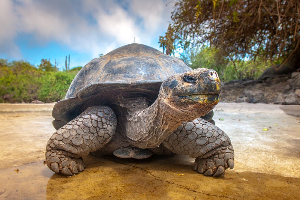 Giant Tortoise Galapagos Island Winter