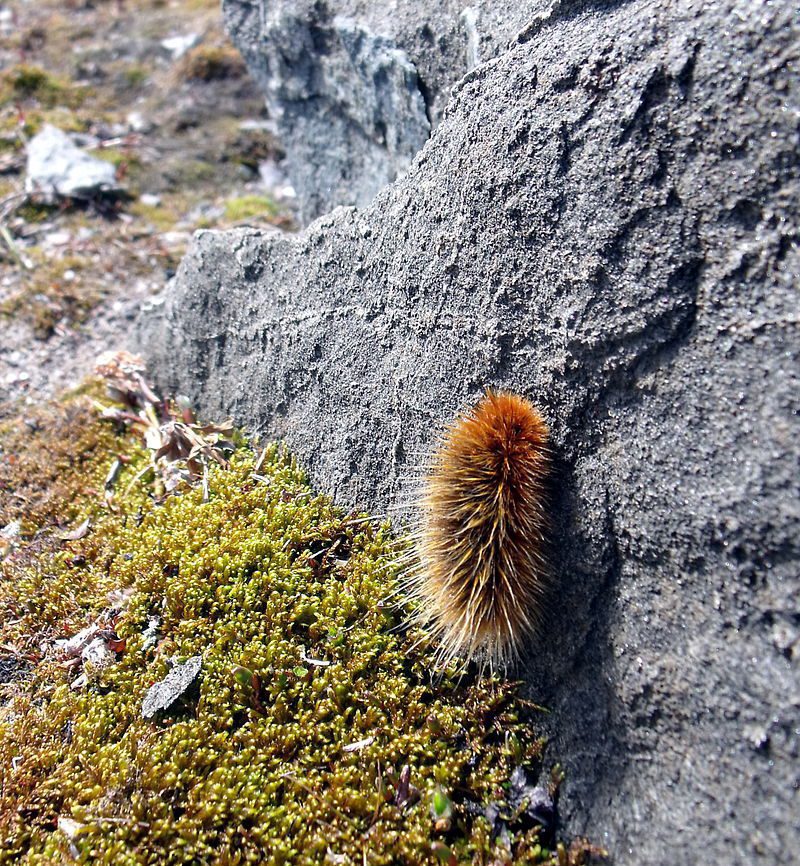 Gynaephora groenlandica Arctic Wooly Bear Moth Gynaephora groenlandica Arctic Wooly Bear Moth