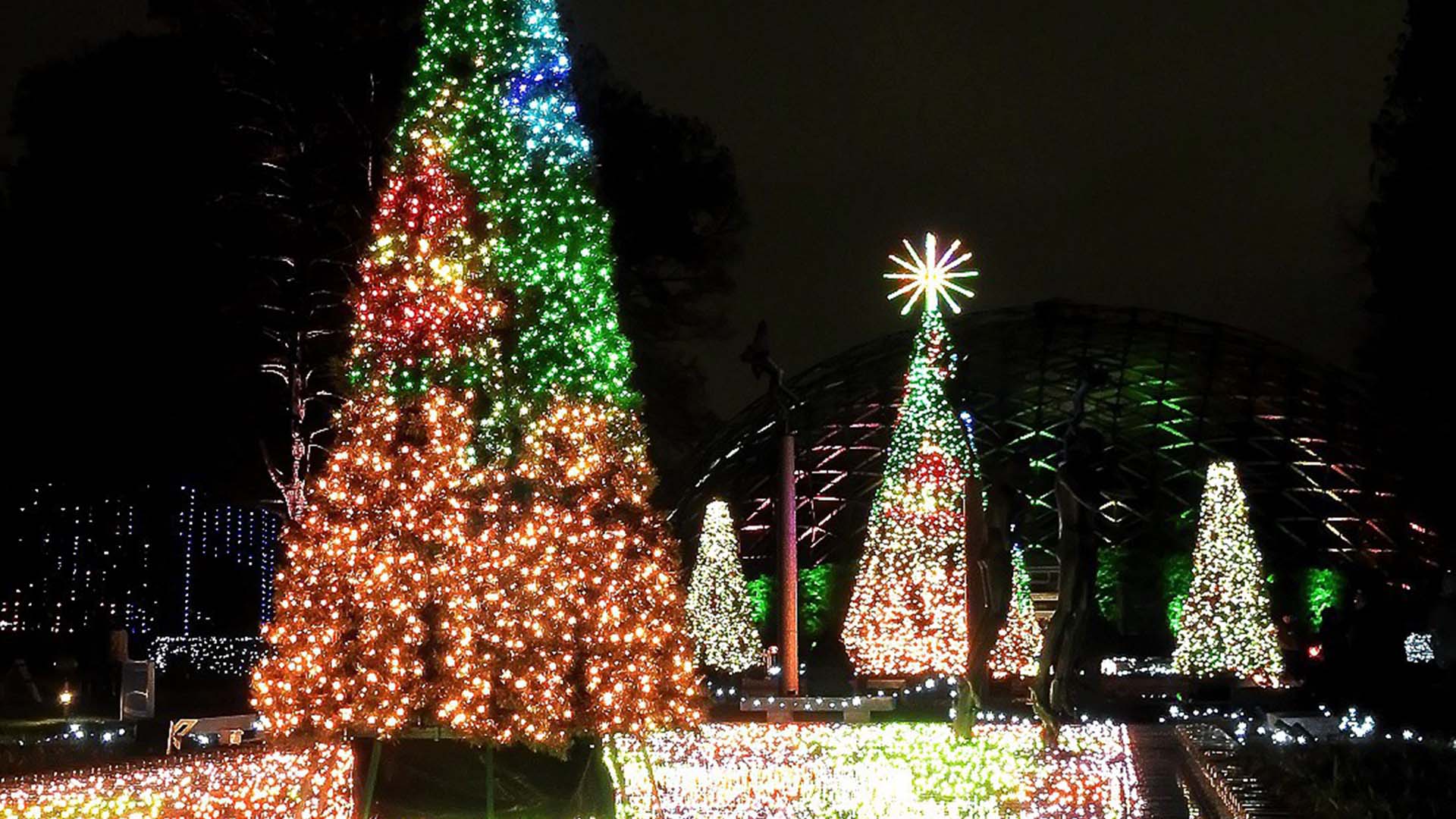 Missouri Botanical Garden's Holiday lights