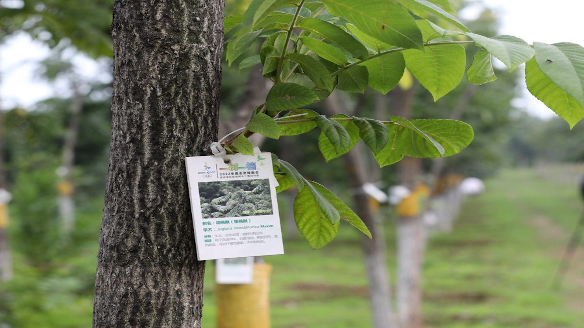 Tree in Yanqing competition zone registered and marked with QR code at Beijing 2022 Olympics sustainability