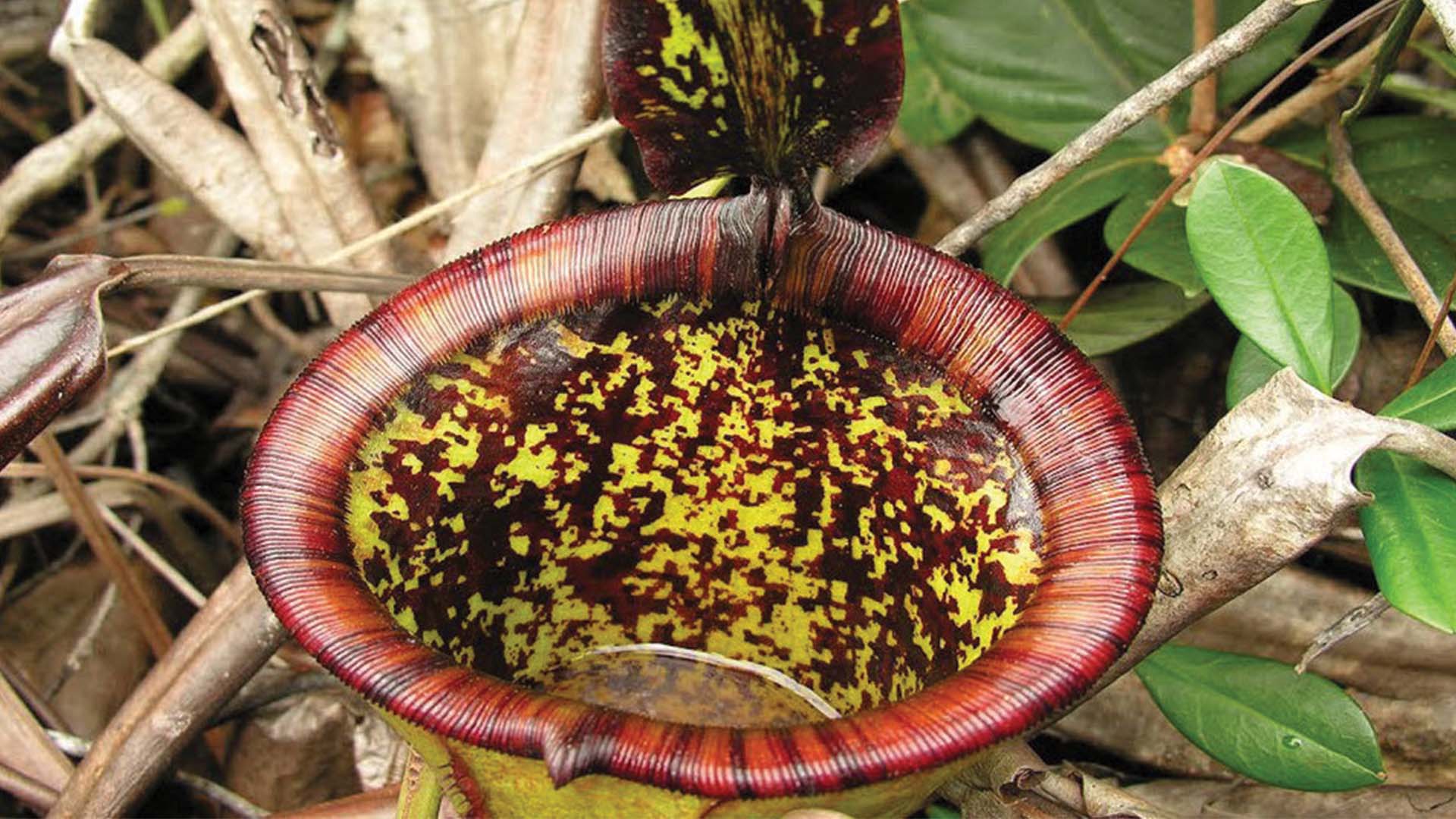 Attenborough’s Pitcher Plant Mountain