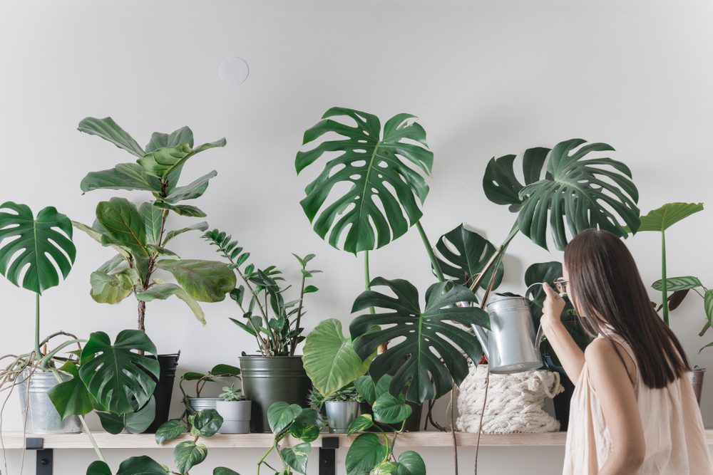 Best Houseplants 2022 Indoor Plants