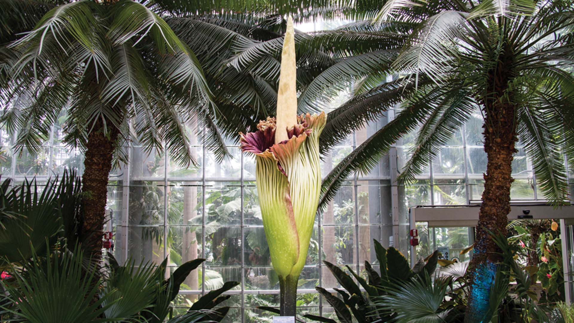 Corpse Flower Amorphophallus titanum Bloom