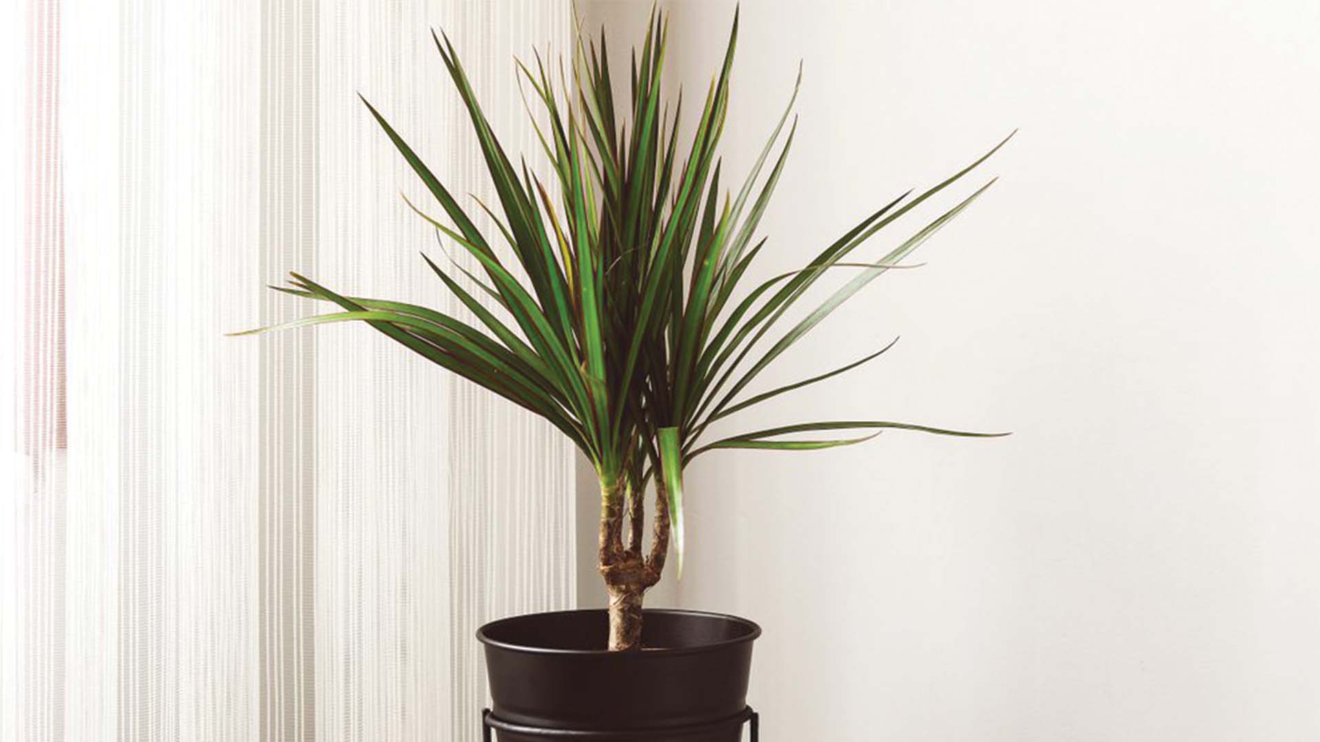 Dracaena Marginata Winter Houseplant