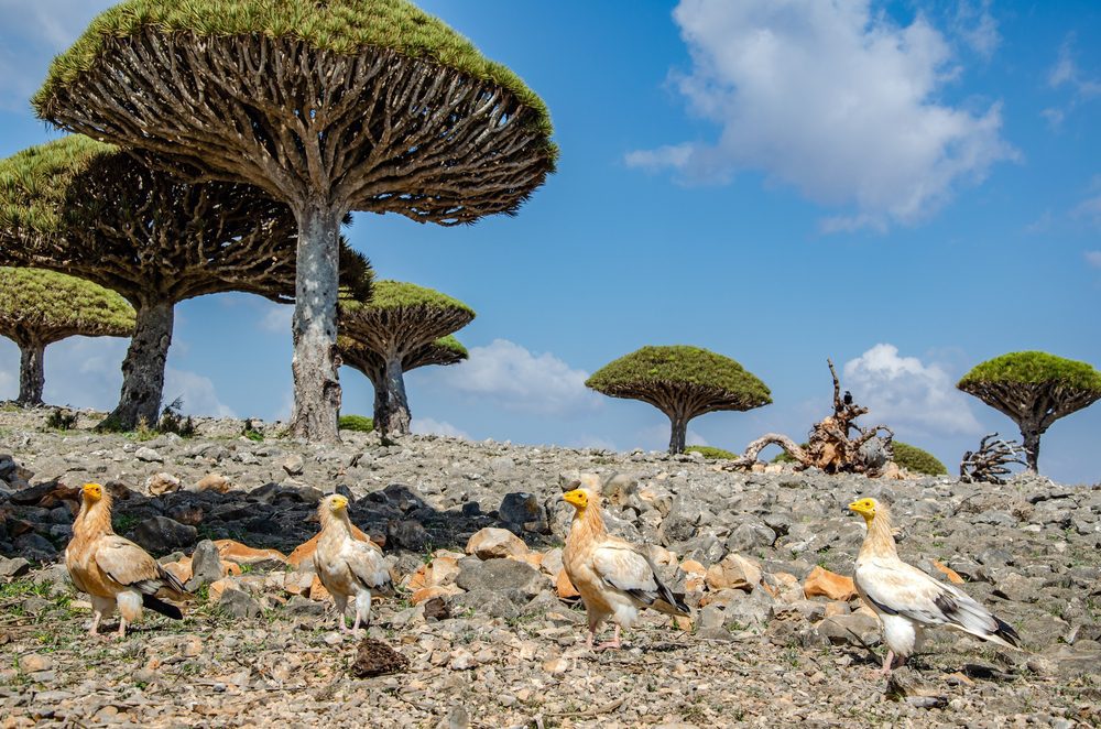 Egyptian Vultures Island of Socotra Wildlife