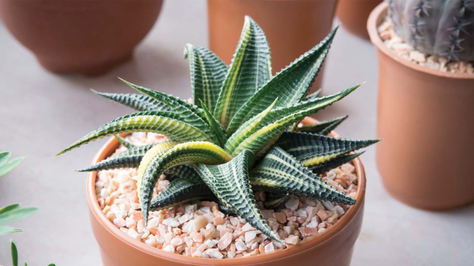 Haworthia Houseplant Close up leaves