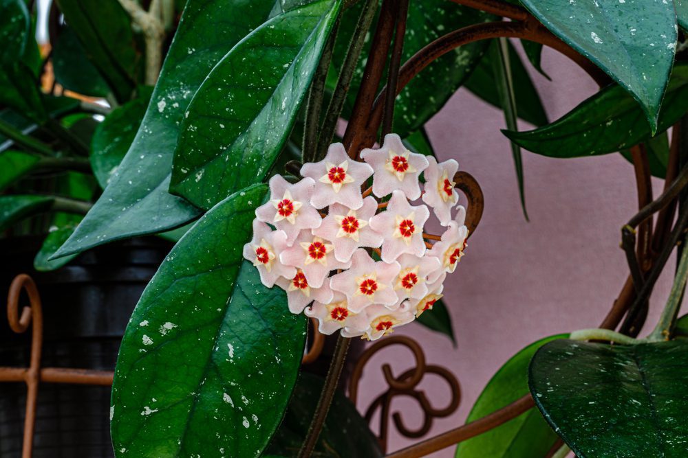 Hoya Flower Bloom Indoors Houseplant