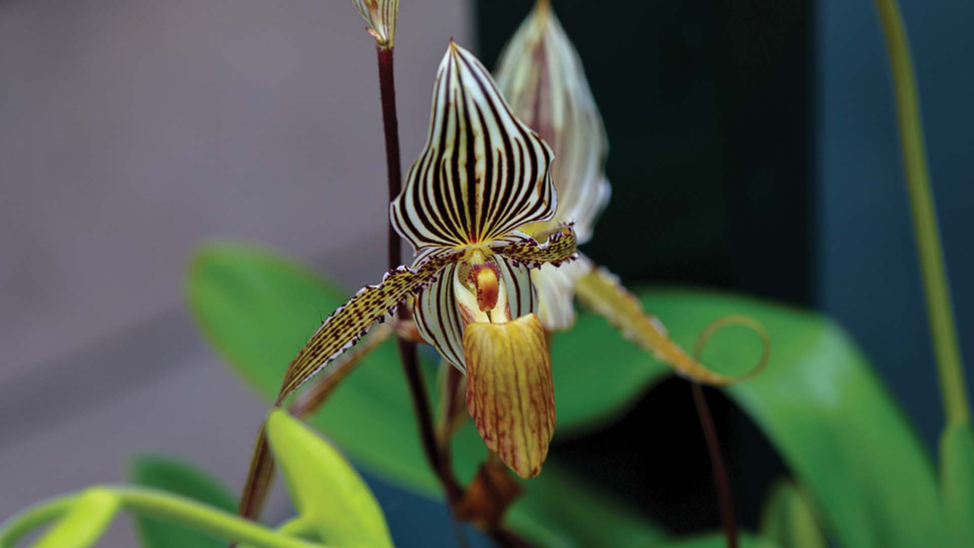 Rothschild's Slipper Orchid Flower