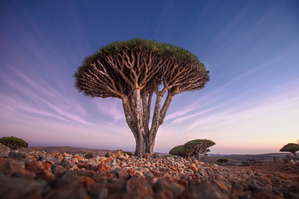 Socotra Dragon Blood Tree