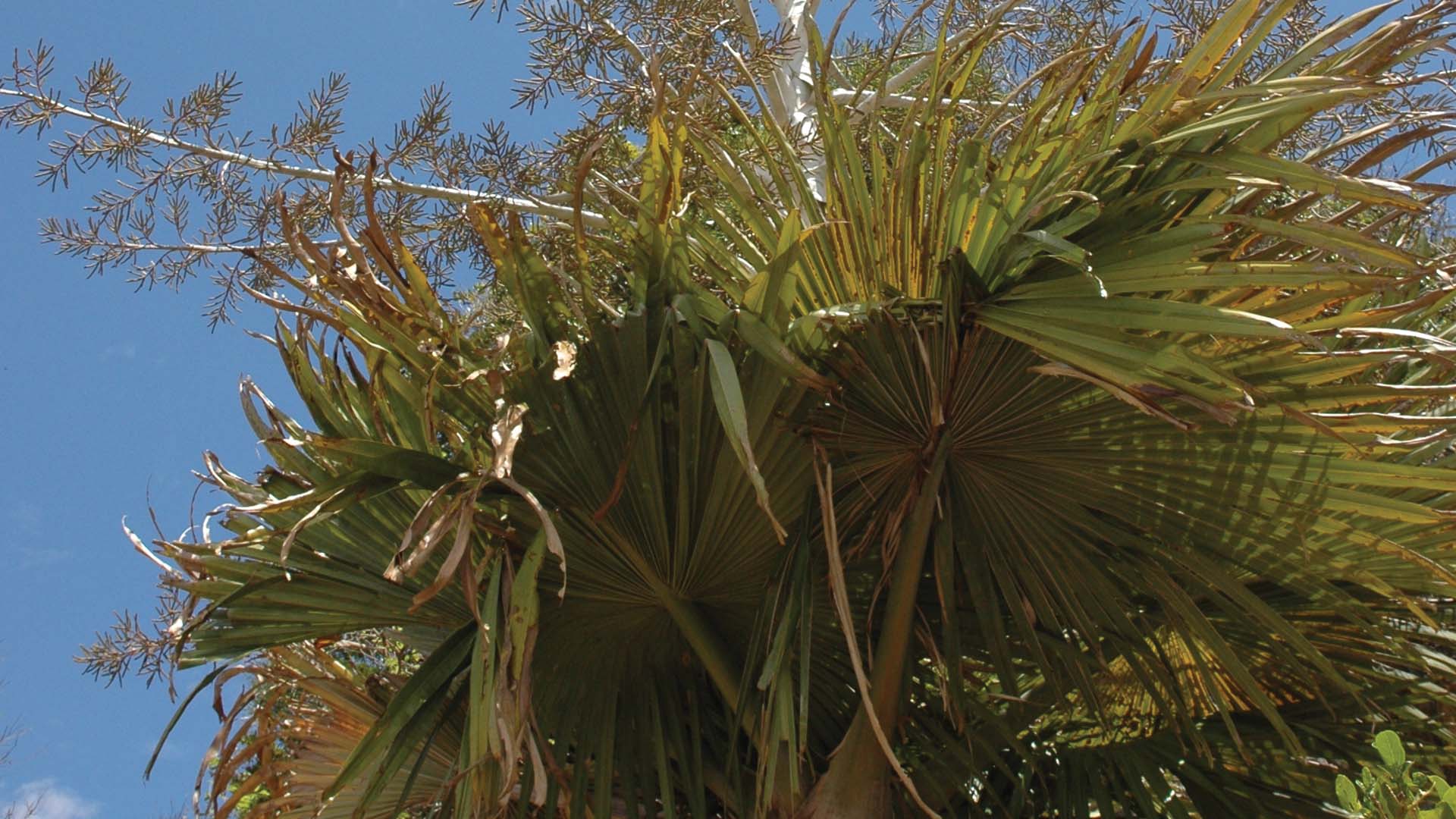 Tahina Palm Suicide Palm Tree Rare Plants