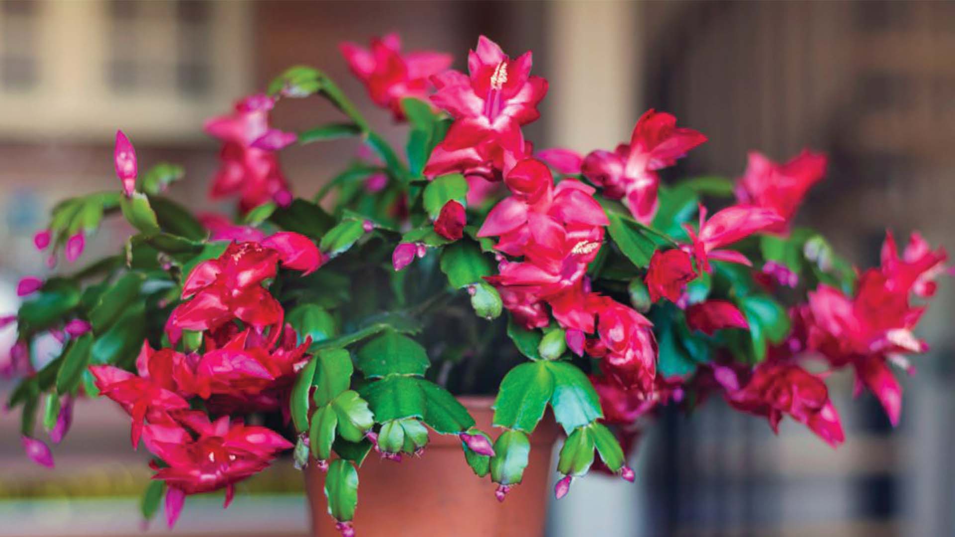 White Christmas Cactus Schlumbergera Cactus Bloom