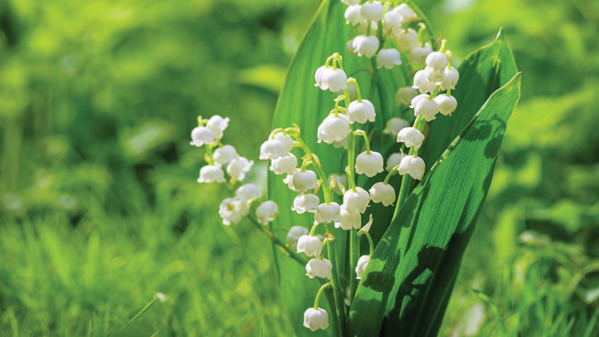 Lily of the Valley Flower Blooming Winter