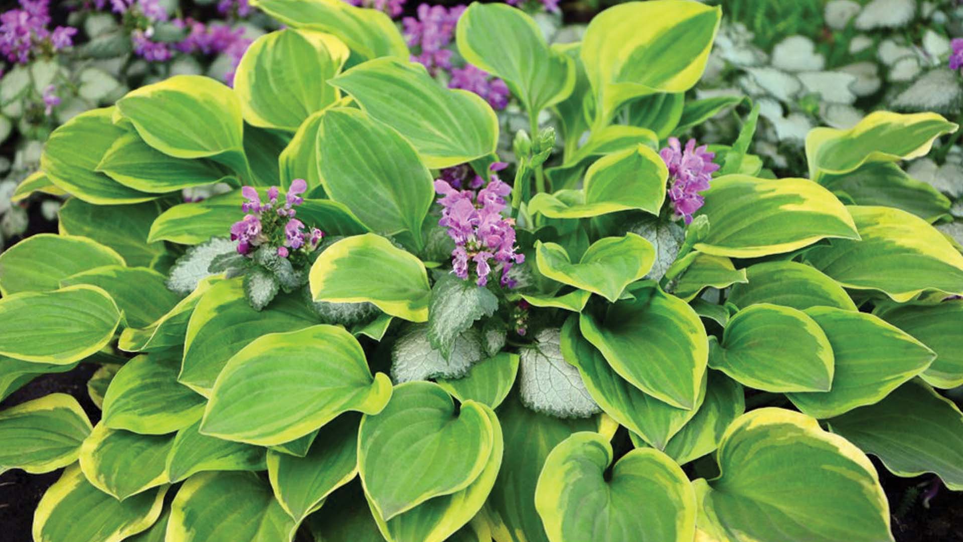 Hostas Plant Flowers Blooming