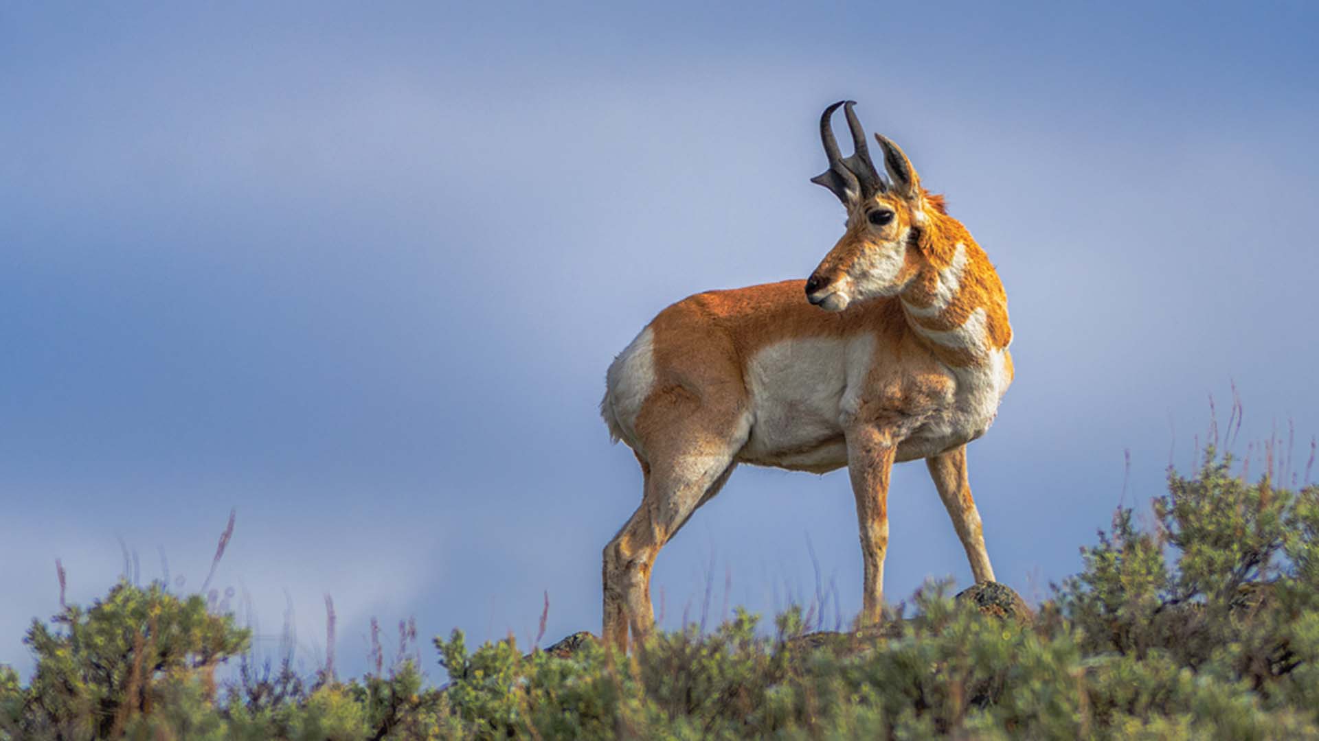 American Antelope US National Parks