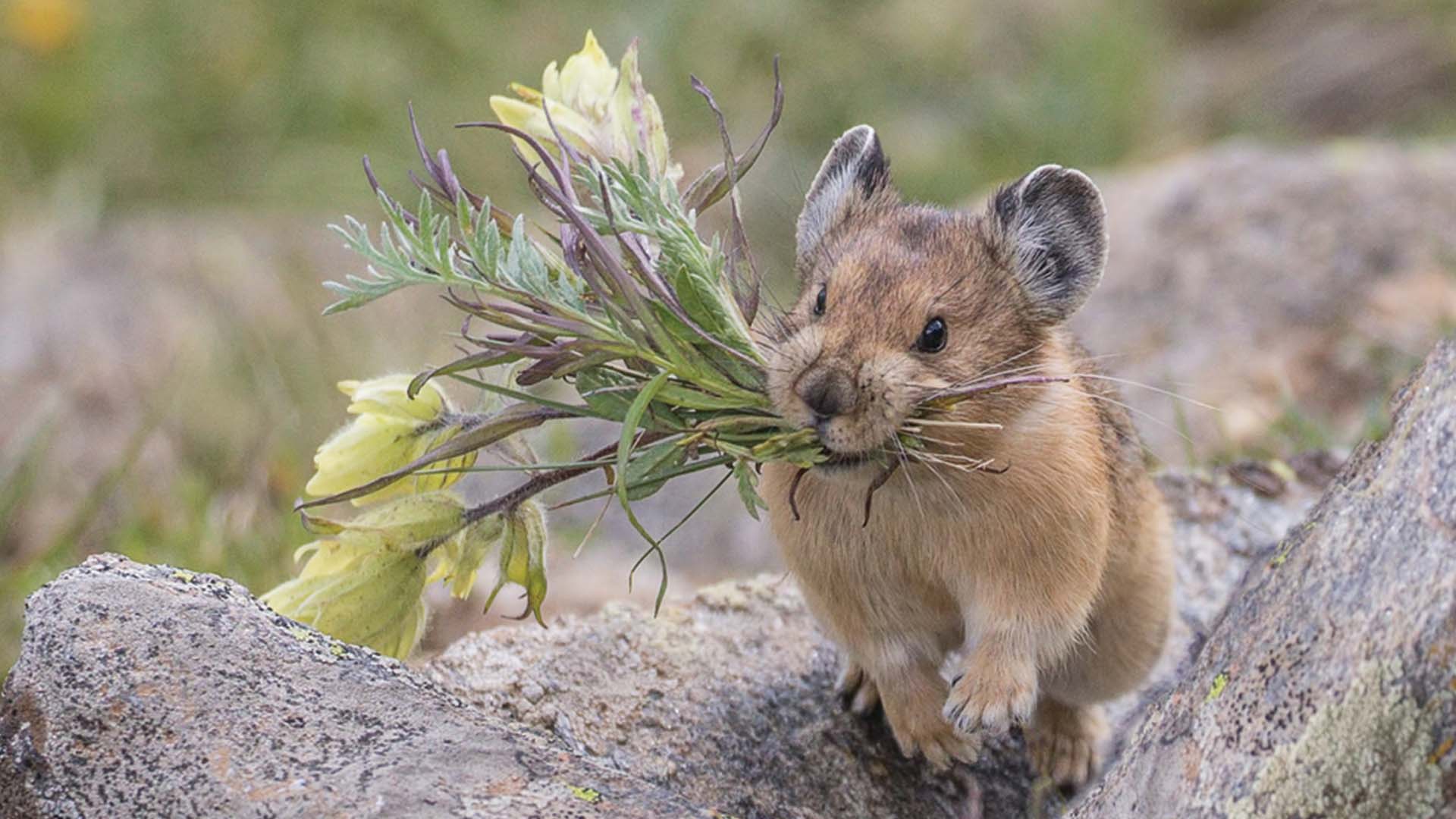 American Pika Holding Flowers Colorado