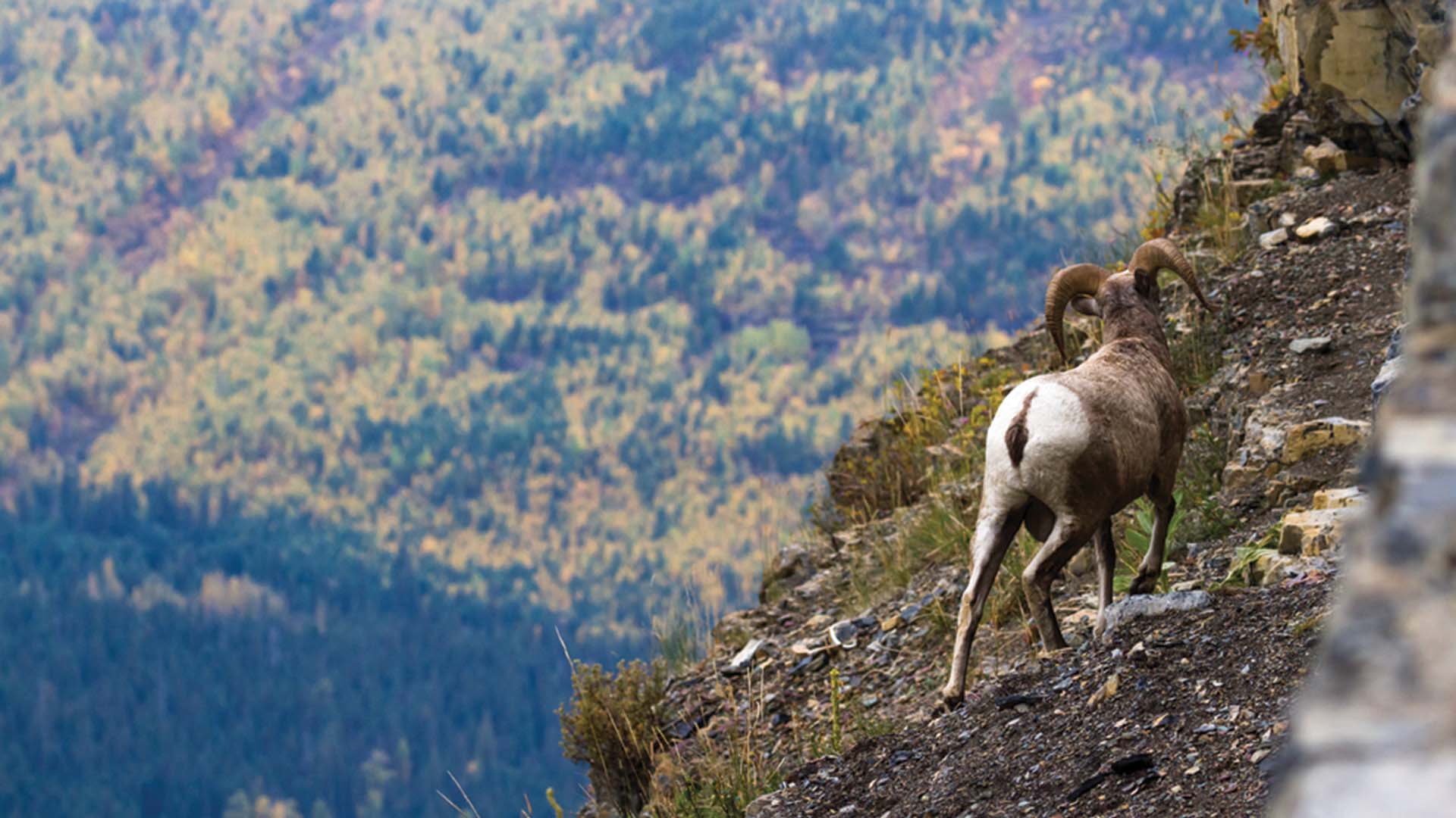 Bighorn Sheep Glacier National Park