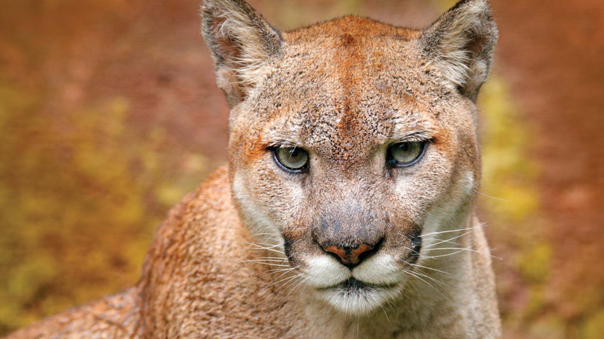 Cougar Zion National Park