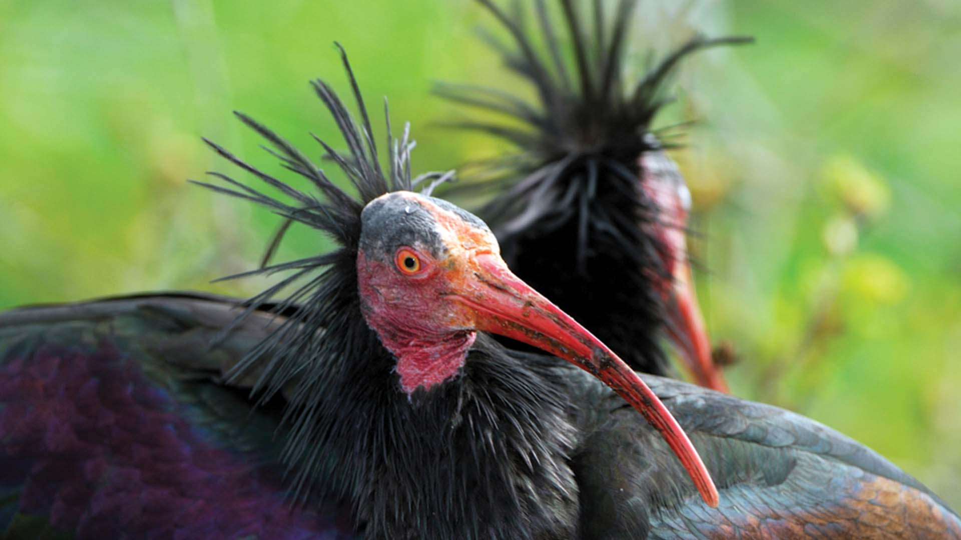 Northern Bald Ibis Rare Wildlife Animals